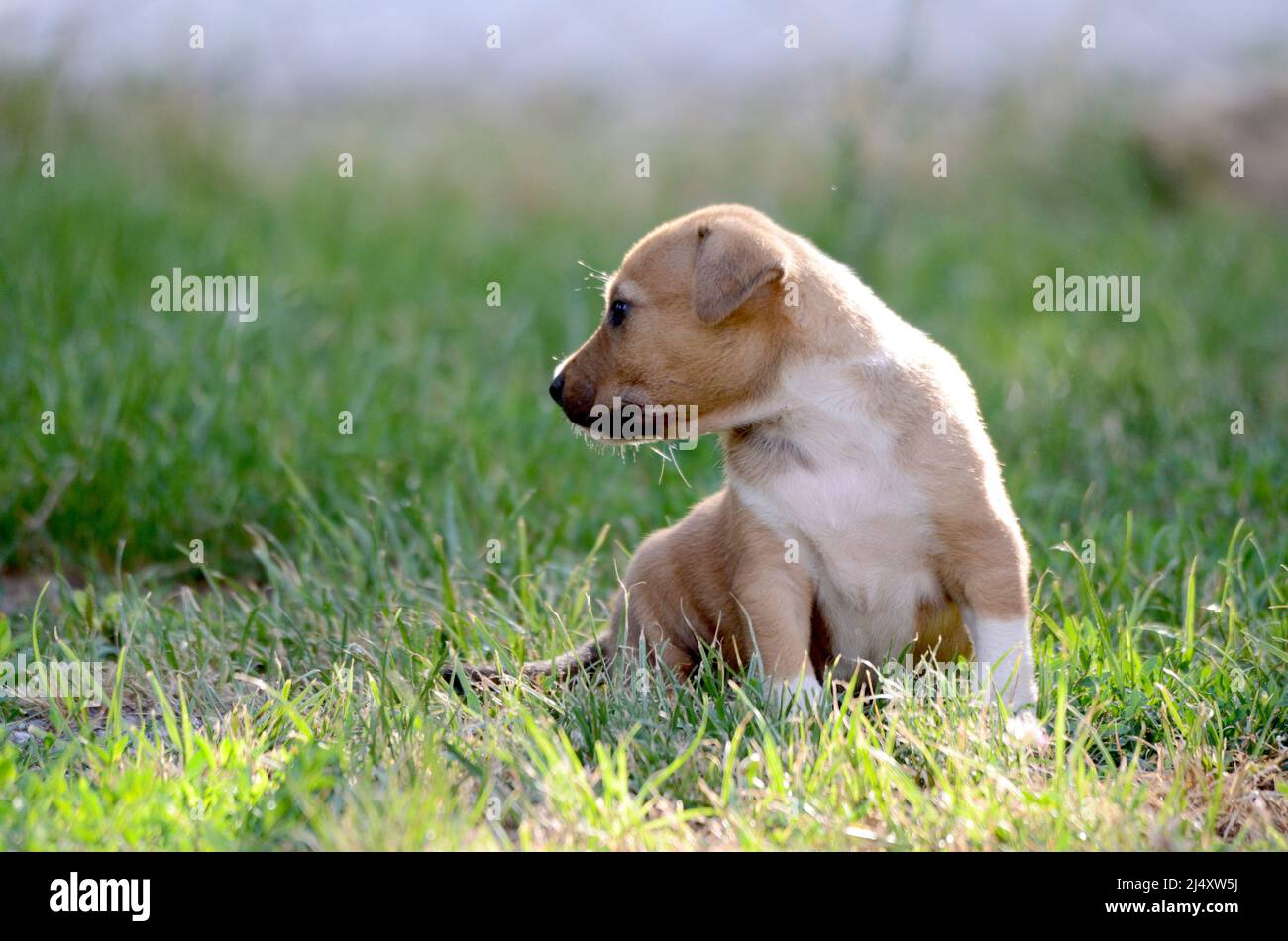 Photo inspiration: Fresh Look at Puppy On Nice Sunny Hi Res Stock Photography And Images