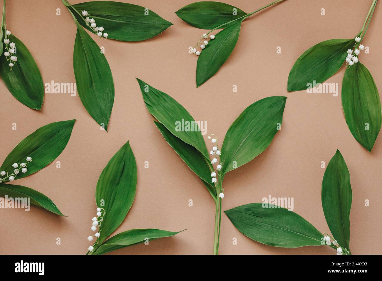 Floral frame lily flowers green hi-res stock photography and images - Alamy