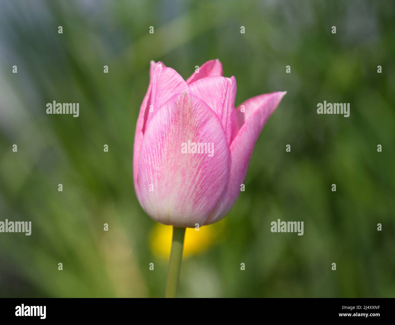Photography of a pink tulip in spring Stock Photo