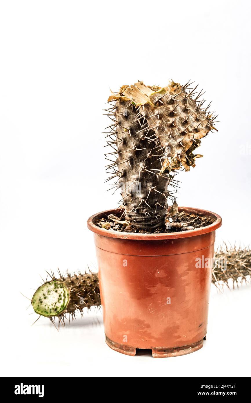 Rotten Pachypodium in a pot isolated on a white background. Example cactus fungal and bacteria disease, or over-water. Indoor plant care Stock Photo