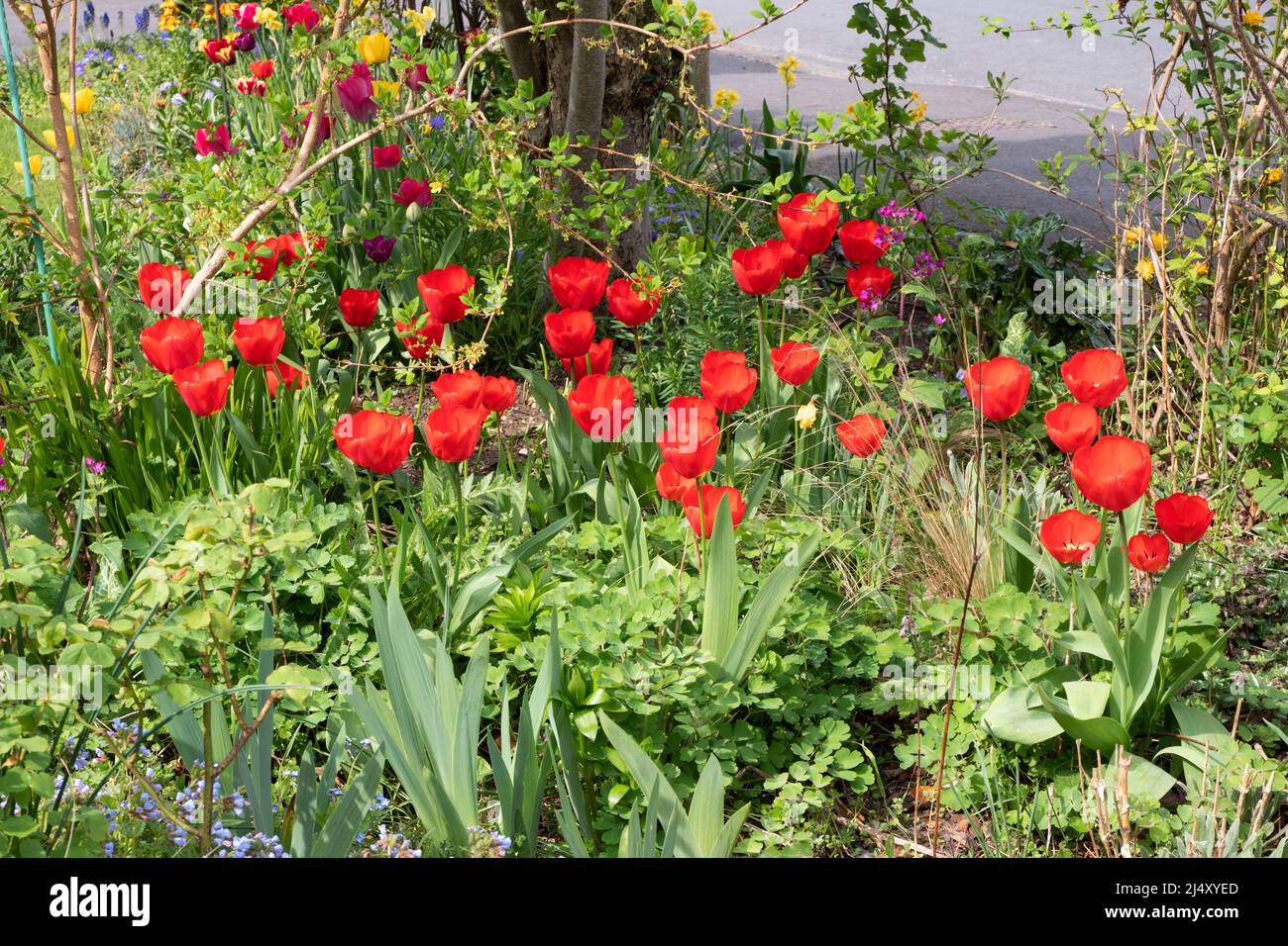 Spring garden red tulips Stock Photo