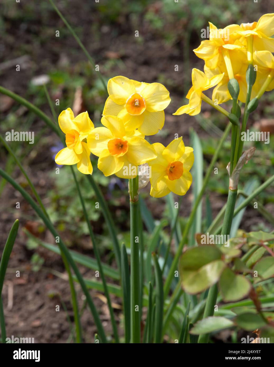 Narcissus 'Grand Soleil d'Or' Stock Photo - Alamy