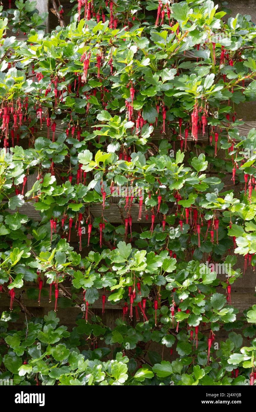 Ribes speciosum Gossebery Fuchsia Stock Photo