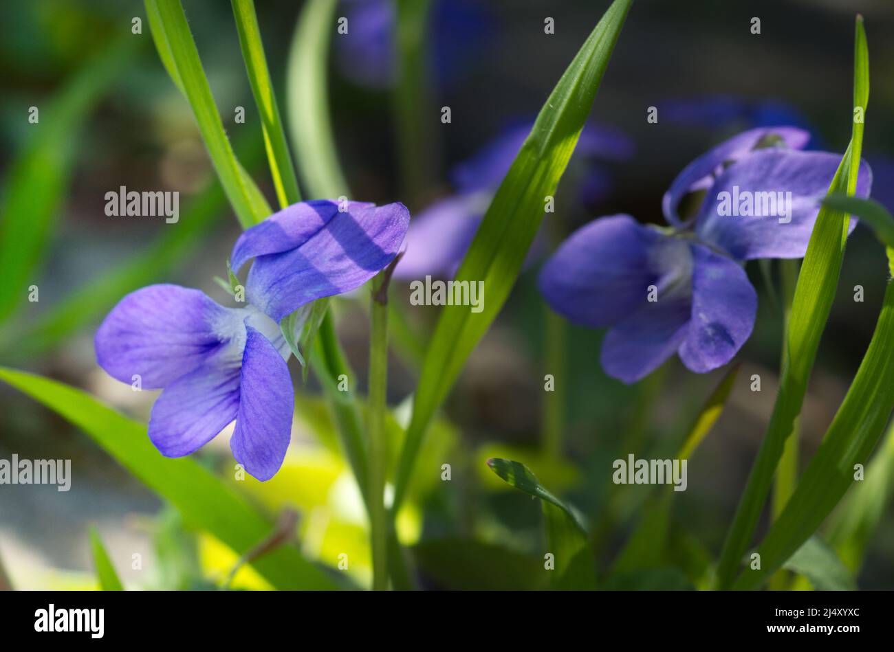 closeup view of two heath dog-violets (Viola canina) in line Stock Photo