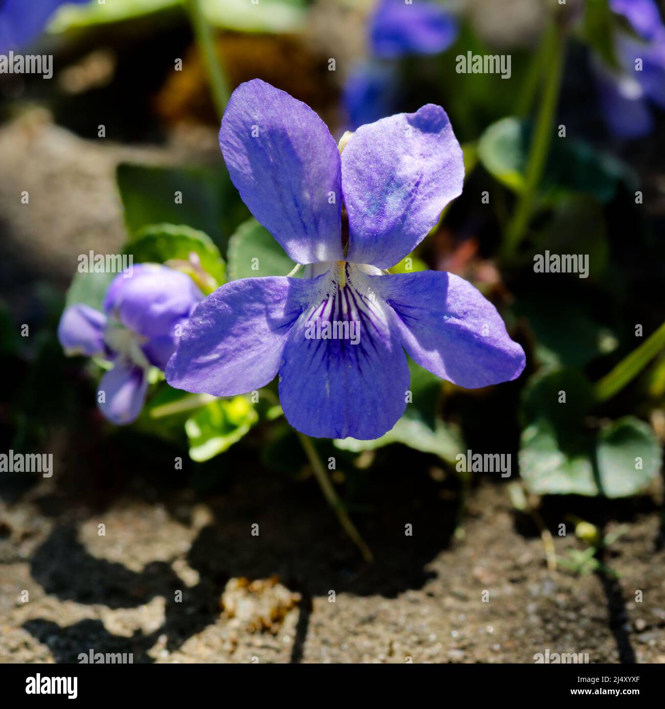 closeup view of the blossom of a single heath dog-violet (Viola canina) in bright sunlight Stock Photo