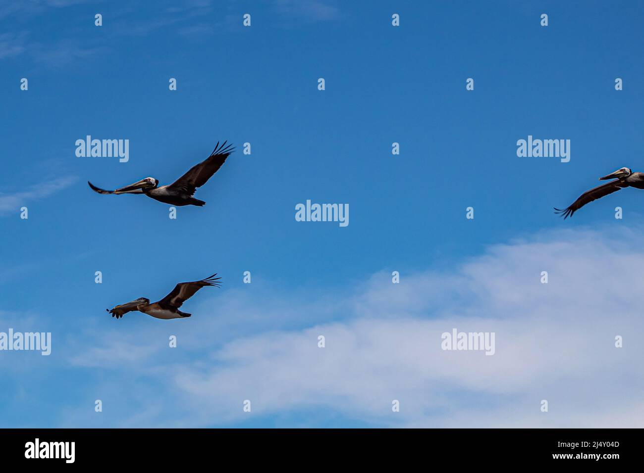 Three pelicans flying in the partly cloudy sky. Stock Photo