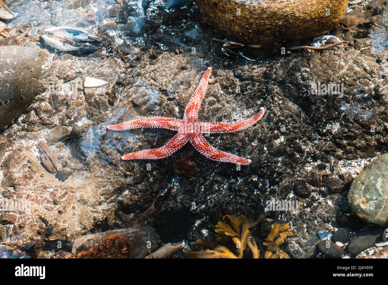 Red and white sea star in a tidepool Stock Photo