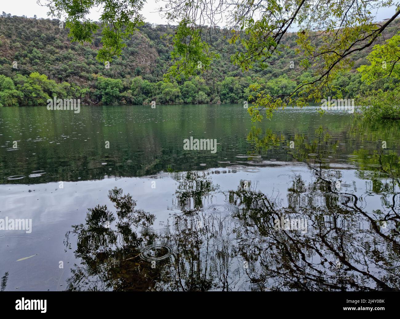 Rain falling through trees hi-res stock photography and images - Alamy