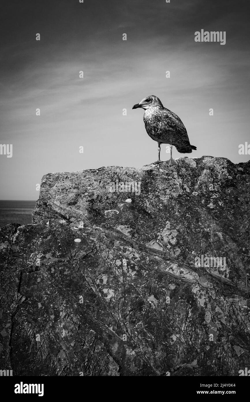Monochrome image of a juvenile young seagull perched on large rock outcrop looking around with a light clouds in the background.  Copy space Stock Photo