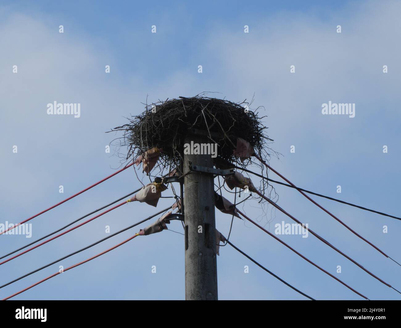 Empty stork nest on pylon during winter in Bienwald Stock Photo