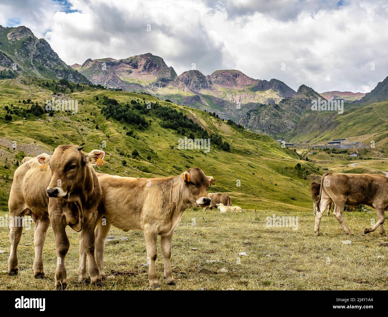 Beef cows grazing Frontera del Portalet, Huesca. Aragonese Pyrenees Stock Photo