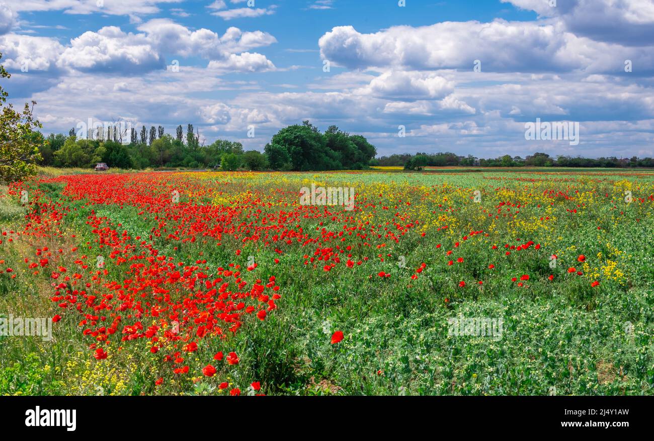 Clouds in the blue sky above the poppy field Stock Photo - Alamy