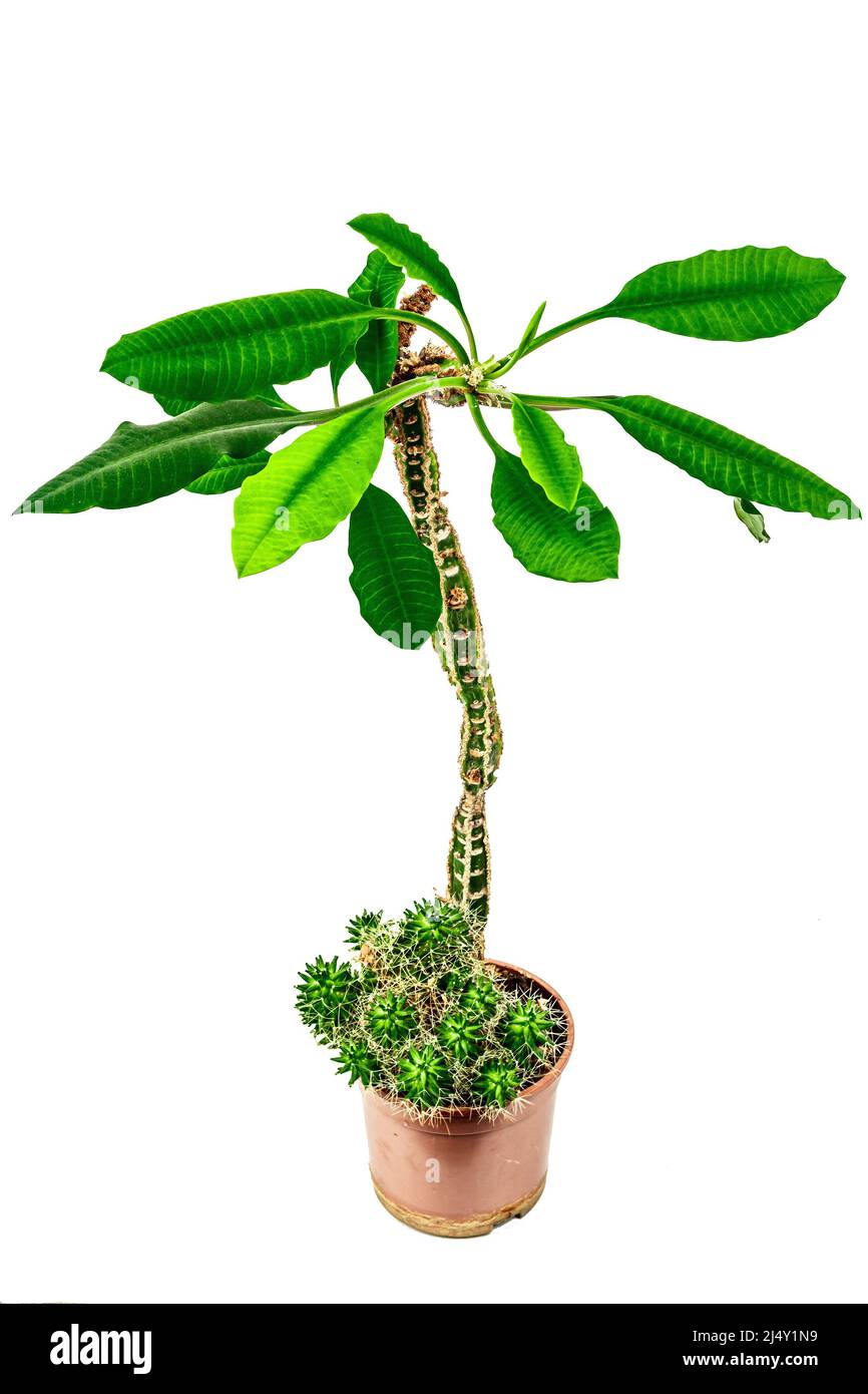 Euphorbia lophogona in a plant pot isolated on white background. Fast-growing cactus, indoor gardening Stock Photo
