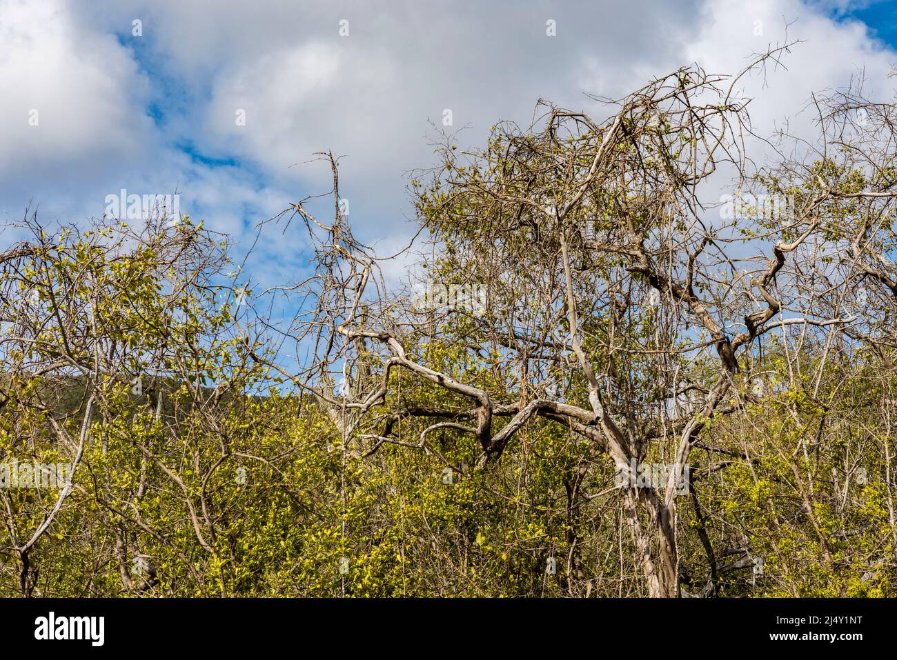 Vegetation at Christoffel National Park on the Caribbean island Curacao ...