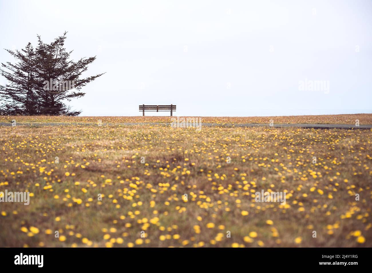 Empty park bench overlooking the coast Coos Bay, Oregon Stock Photo