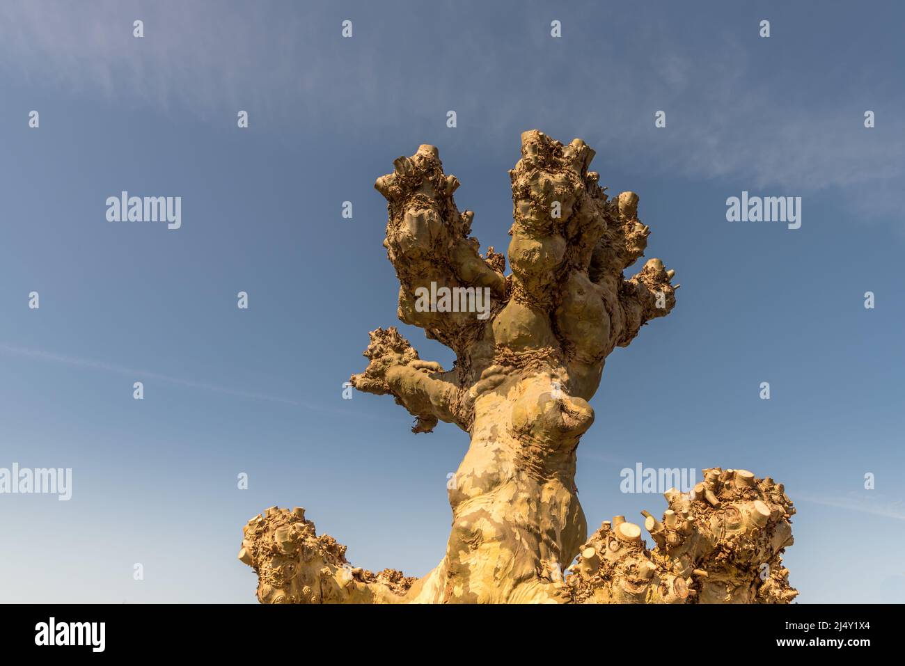 Lisse, Nederland, April 2022. Close up of the bark and top of a sycamore tree. High quality photo Stock Photo