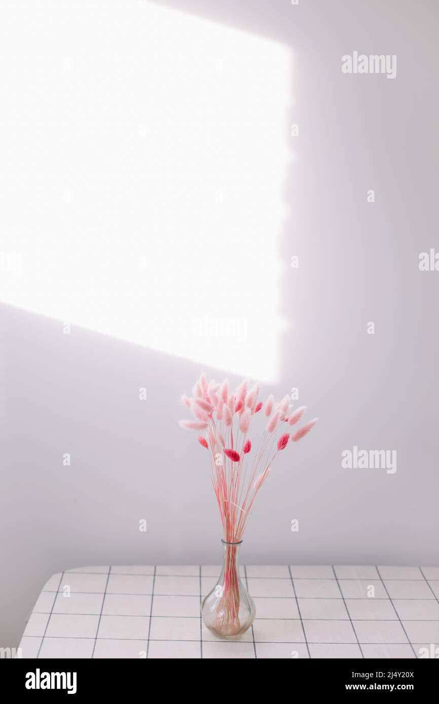 Still life of pink dry lagurus flowers on white background with copy space Stock Photo