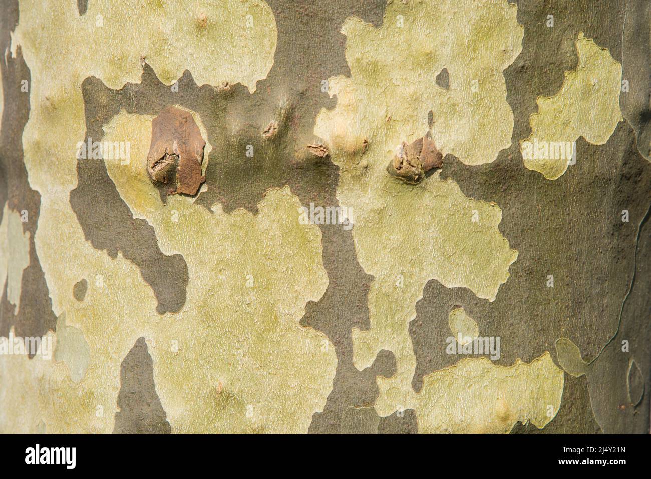Lisse, Nederland, April 2022. Close up of the bark and top of a sycamore tree. High quality photo Stock Photo