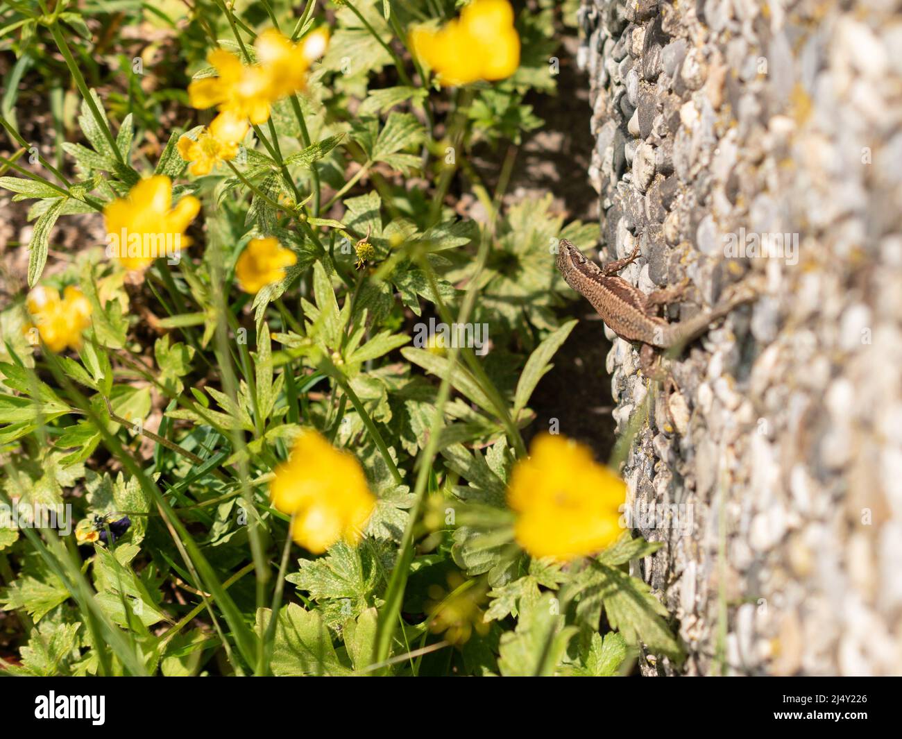 Weesen, Switzerland, April 13, 2022 Tiny green lizard and some yellow flowers in a park in spring time Stock Photo