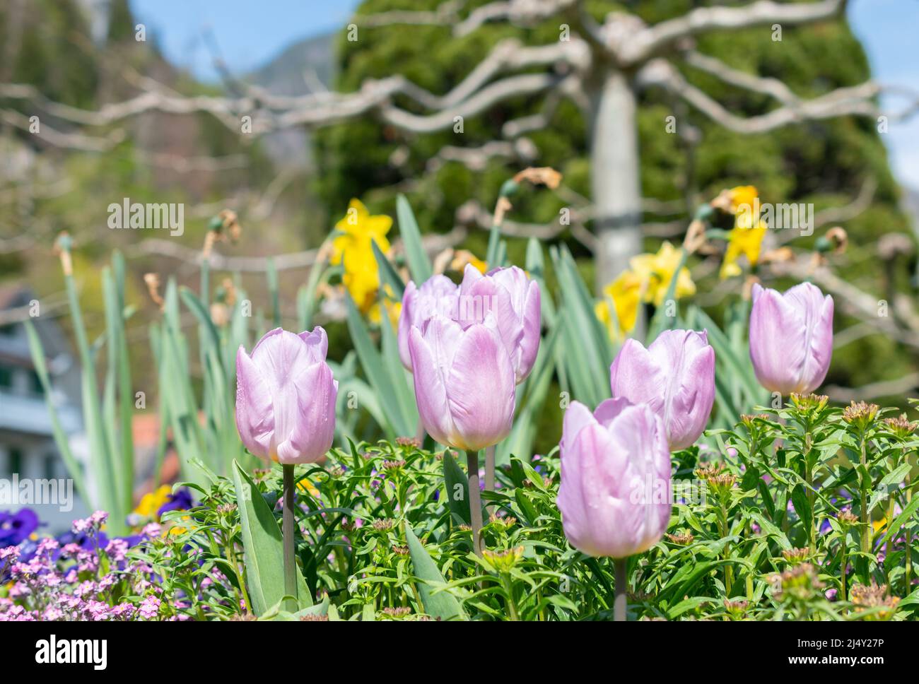 Tulip growing in spring hi-res stock photography and images - Page 10 -  Alamy