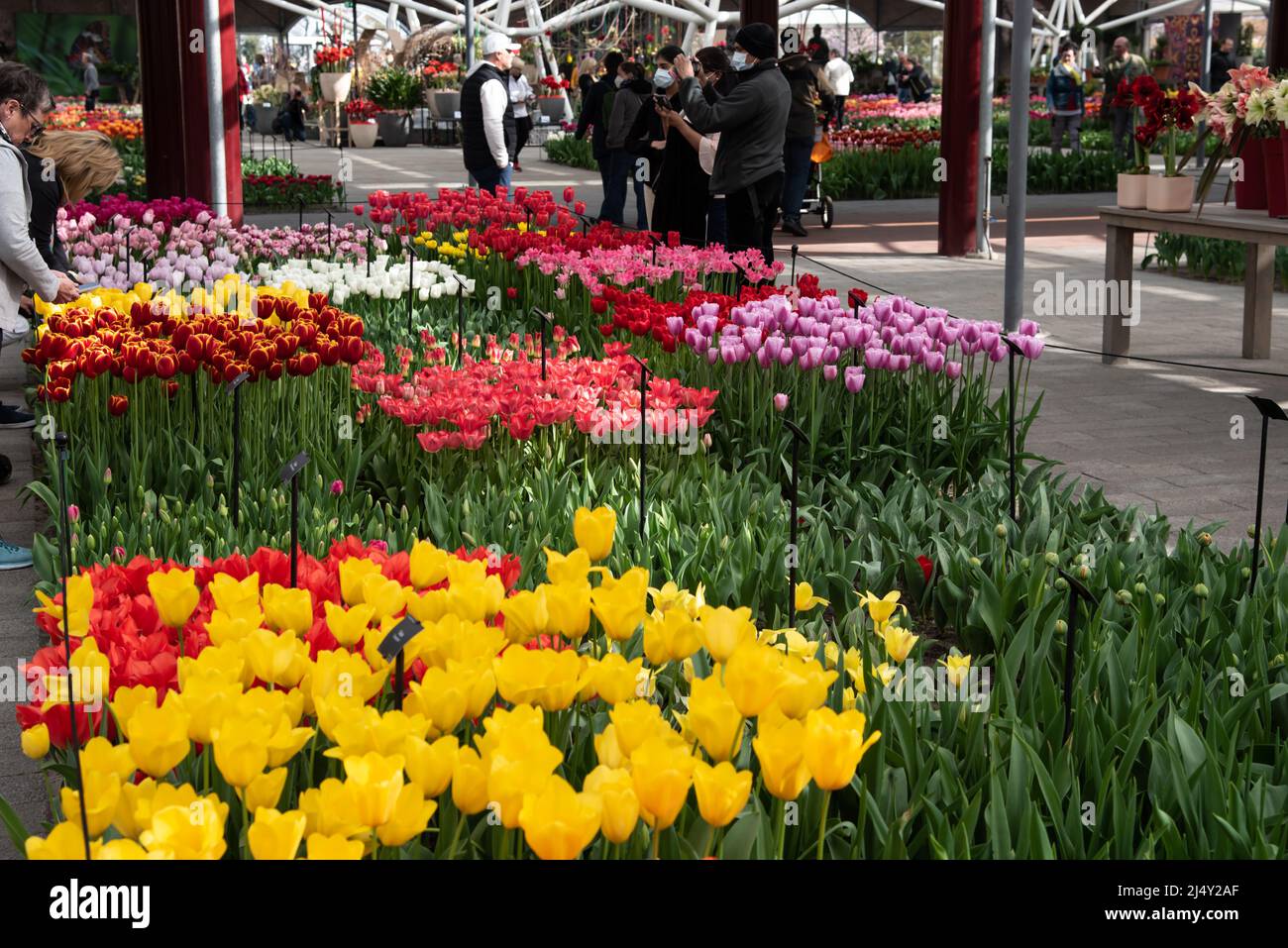 Lisse, Netherlands, April 2022. Covered pavilion with flowers and