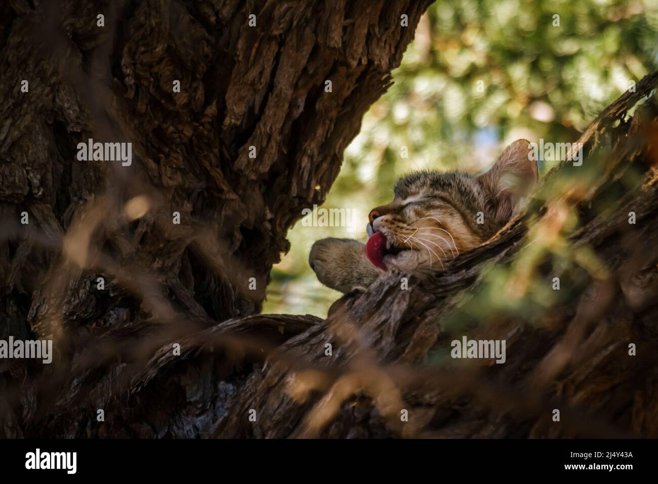 Southern African wildcat licking paw in tree trunk in Kgalagadi transfrontier park, South Africa; specie Felis silvestris cafra family of Felidae Stock Photo