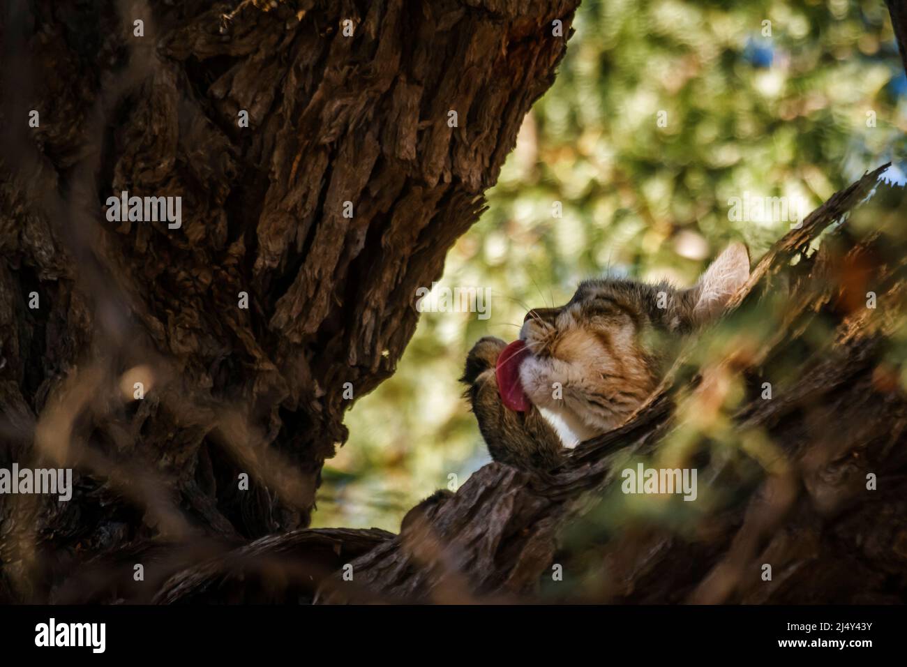 Southern African wildcat licking paw in tree trunk in Kgalagadi transfrontier park, South Africa; specie Felis silvestris cafra family of Felidae Stock Photo