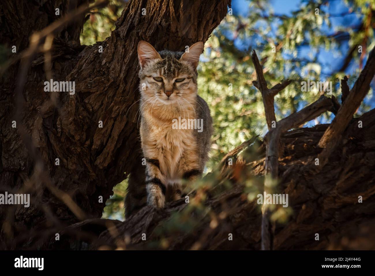 Southern African wildcat standing front view in tree trunk in Kgalagadi transfrontier park, South Africa; specie Felis silvestris cafra family of Feli Stock Photo