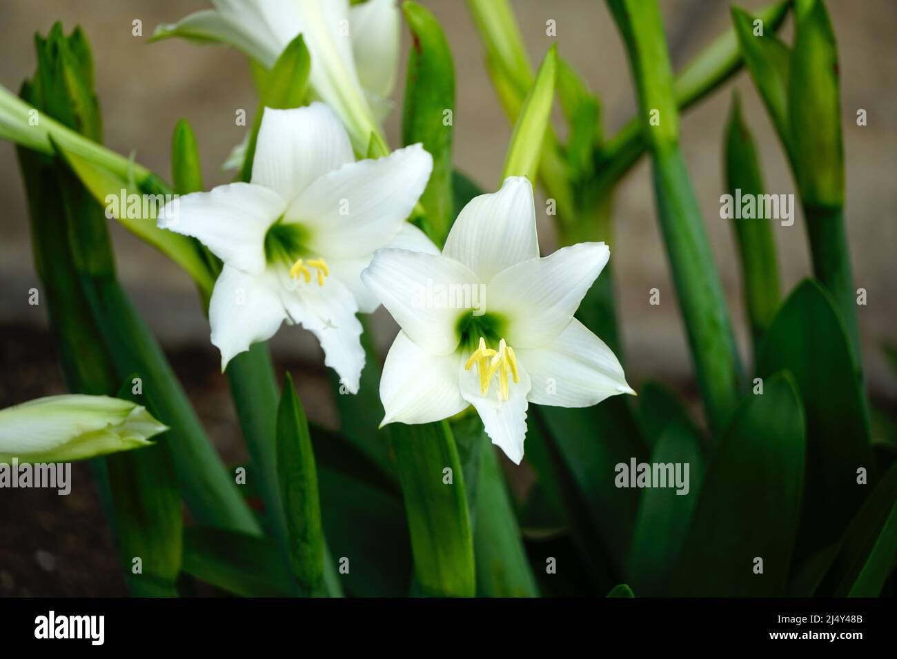 White Easter Lilies Stock Photo