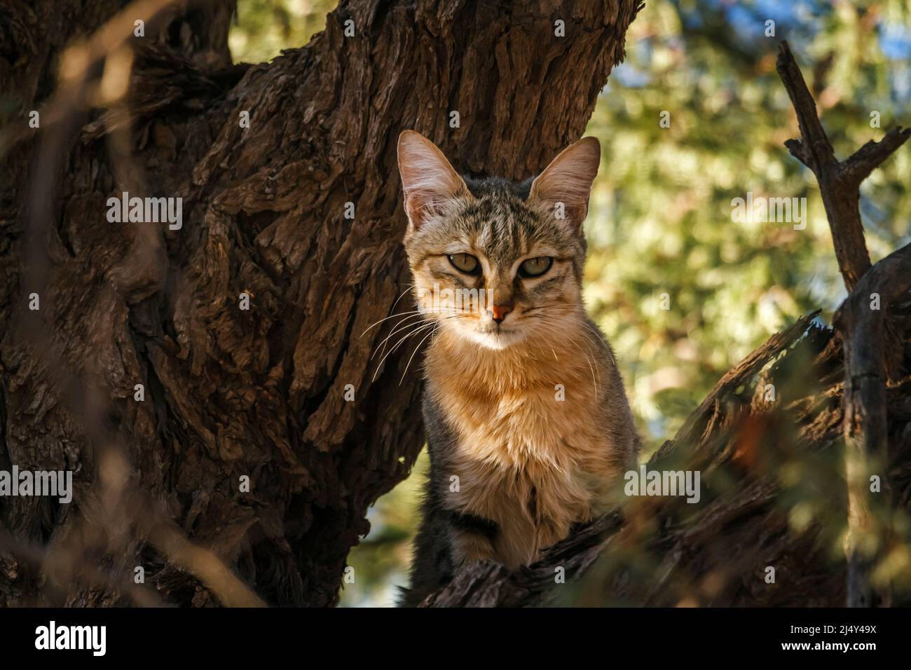 Southern African wildcat hidding in tree trunk in Kgalagadi transfrontier park, South Africa; specie Felis silvestris cafra family of Felidae Stock Photo
