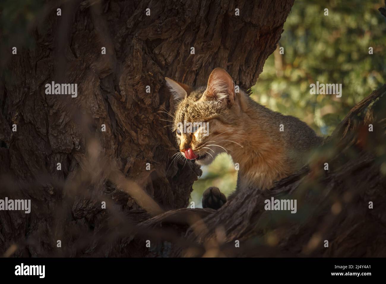Southern African wildcat hidding in tree trunk in Kgalagadi transfrontier park, South Africa; specie Felis silvestris cafra family of Felidae Stock Photo