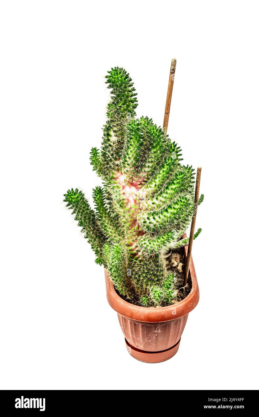 Mammillaria wildii hi-res stock photography and images - Alamy