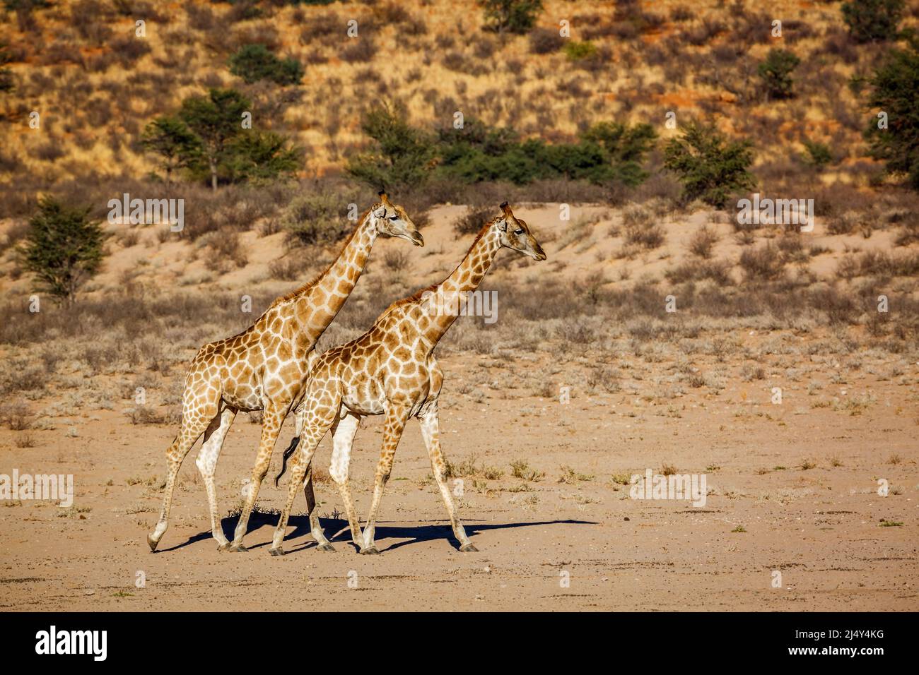 Two giraffes walking hi-res stock photography and images - Alamy