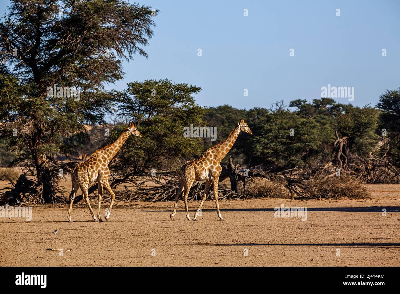 Two giraffes walking hi-res stock photography and images - Alamy