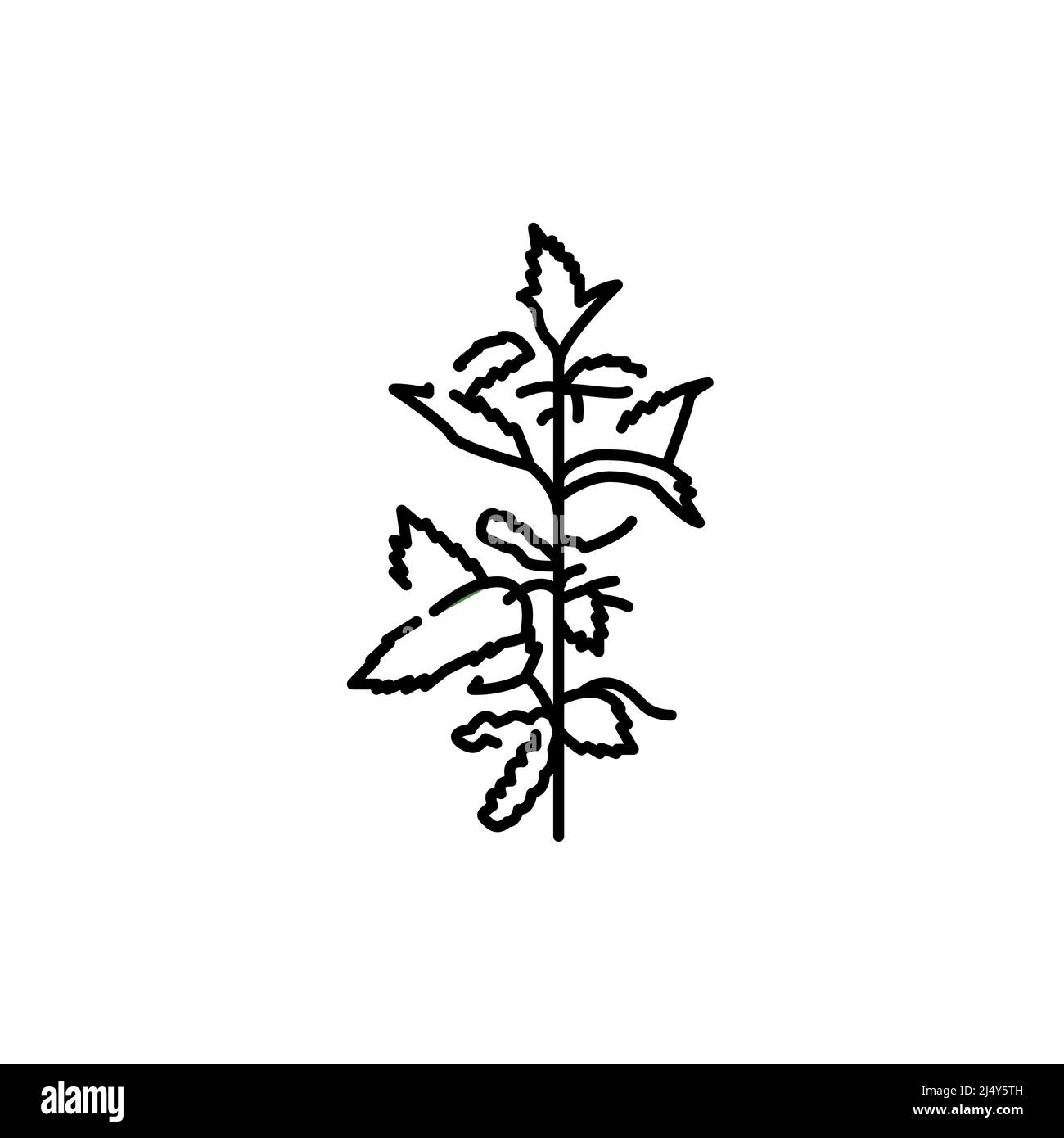 Nettle plant color line icon. Pictogram for web page, mobile app, promo ...