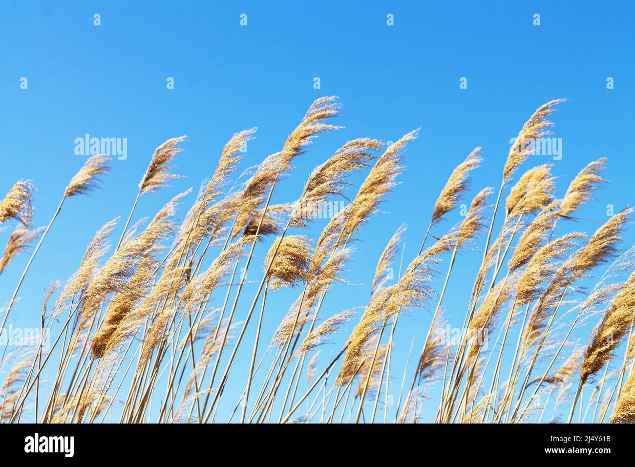 Beautiful dry common reeds hi-res stock photography and images - Alamy