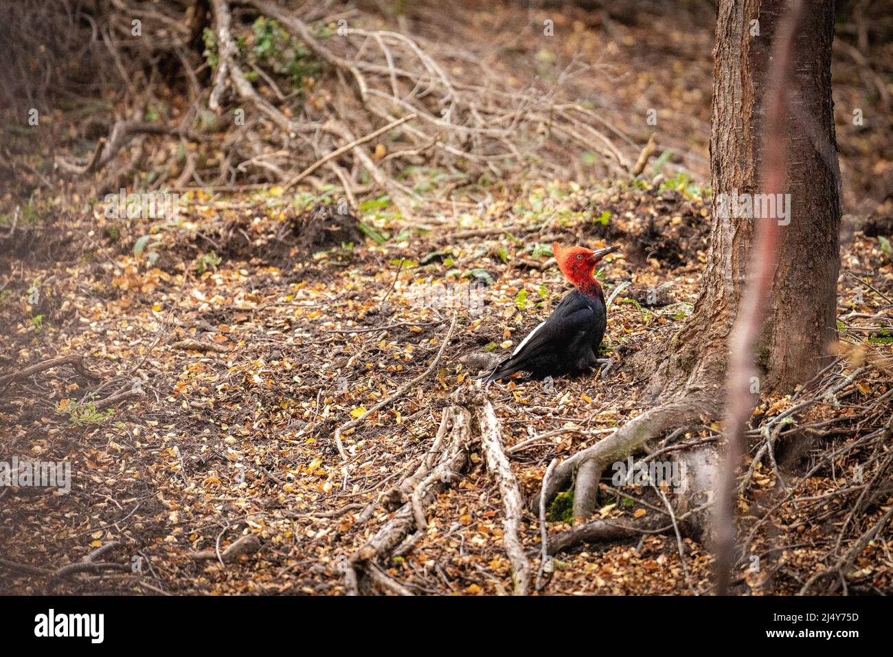 Beagle Kanal, Argentina. 15th Apr, 2022. A Magellanic Woodpecker