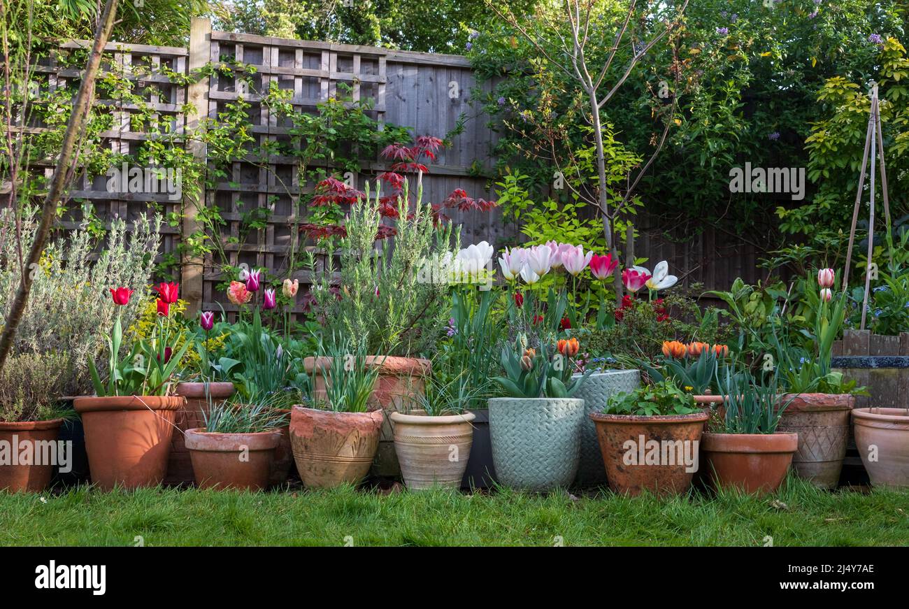 Variety of terracotta flower pots in spring in a suburban garden in Pinner, north west London, with flowers including  colourful tulips and lavender. Stock Photo