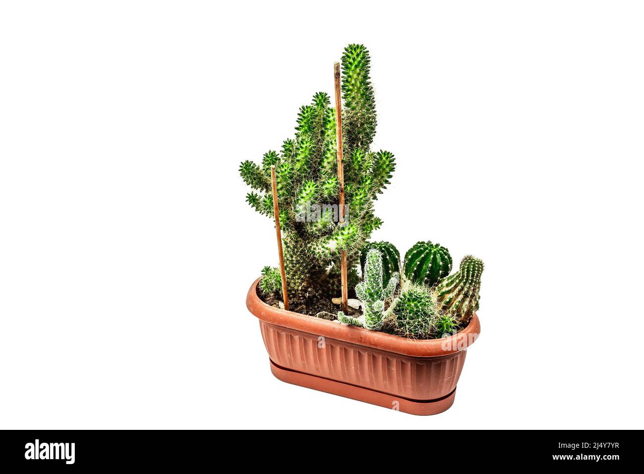 Mammillaria Wildii in a plant pot isolated on white background. Fast-growing cactus, indoor gardening, mockup, template Stock Photo