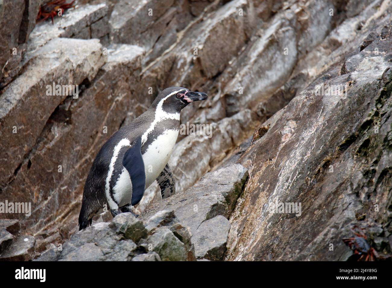 Humboldt penguin, penguin, rock, climbing, Spheniscus humboldti, penguin Ballestas Islands, penguin Pisco, penguin Paracas, penguin Peru, birds Peru, Stock Photo