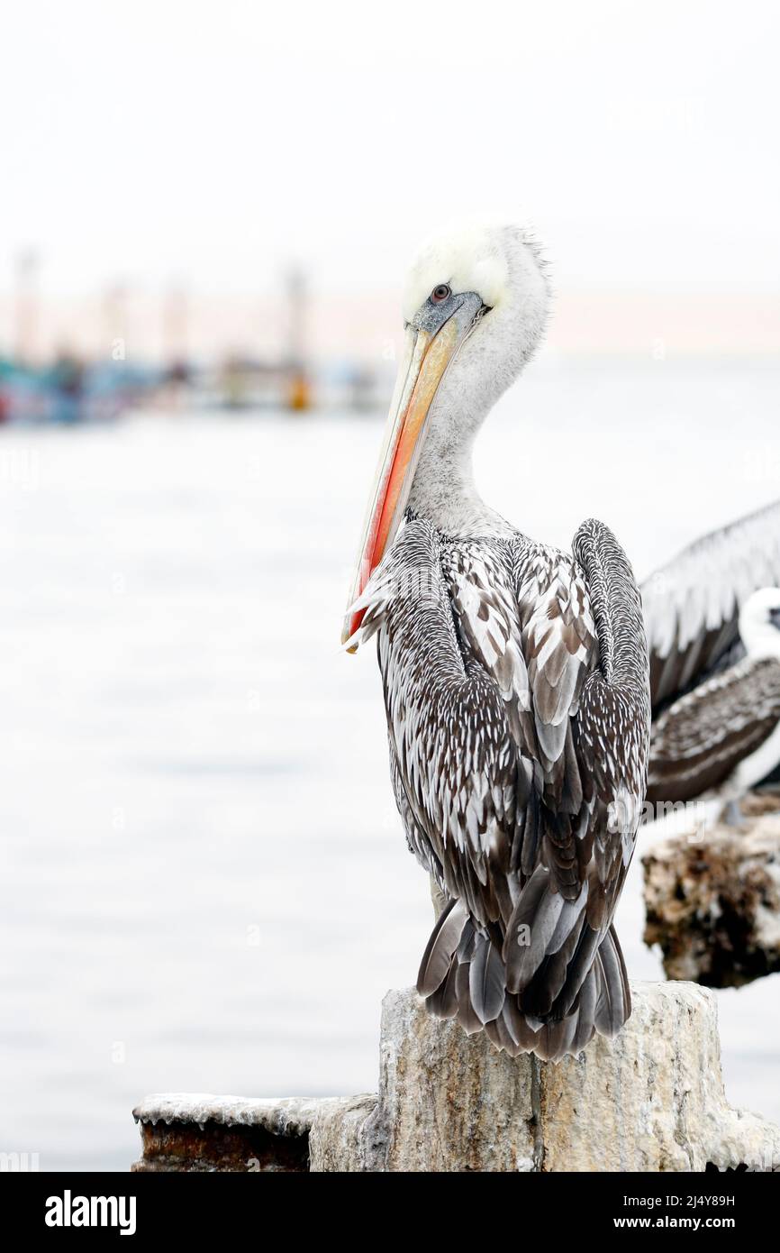 Peruvian Pelican (Pelecanus thagus) Sitting on a Jetty Pole, with Fishing Vessels in the Background. Paracas, Peru Stock Photo