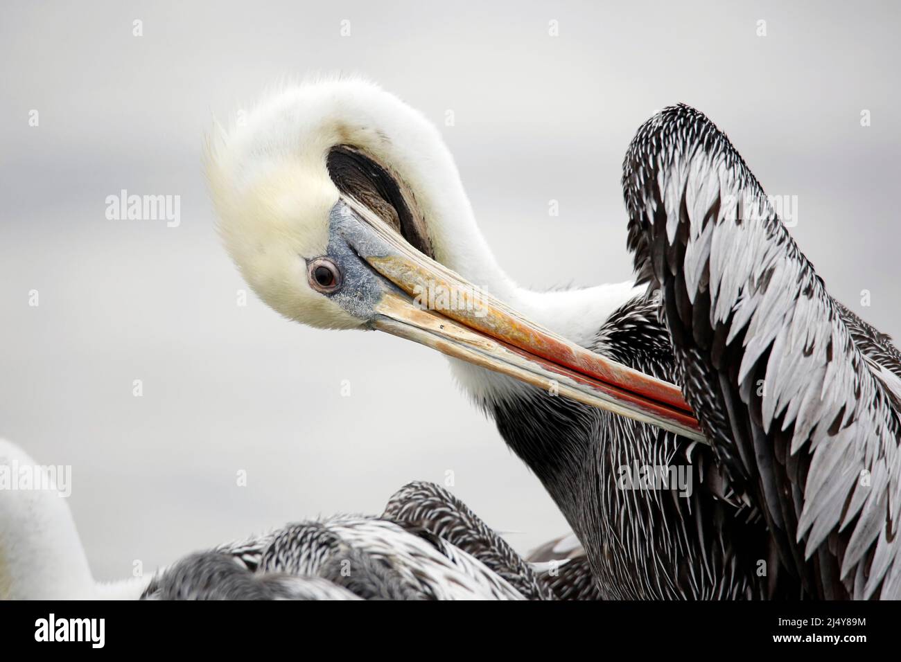 Close-up of a Peruvian Pelican (Pelecanus thagus) Cleaning its Feathers. Paracas, Peru Stock Photo