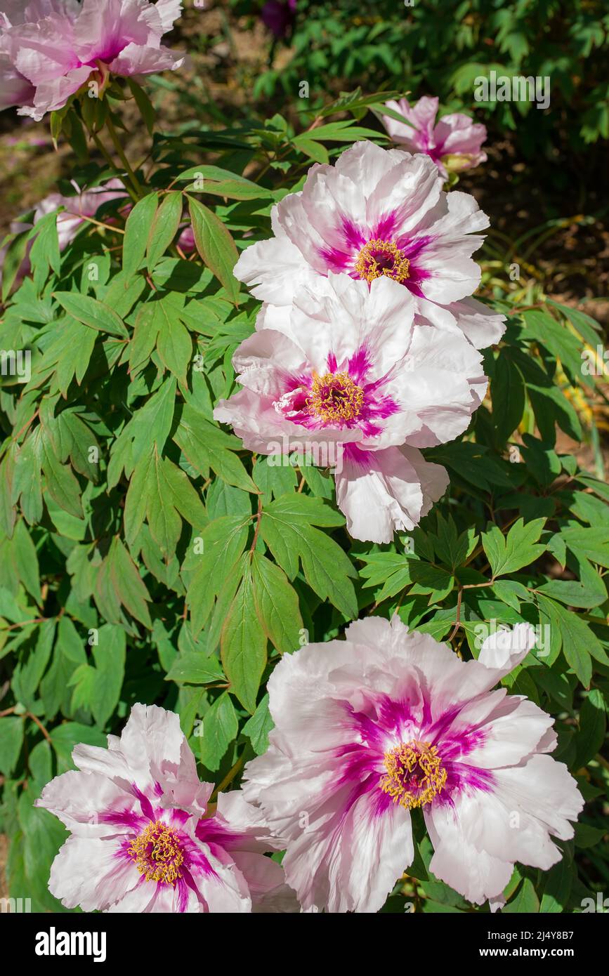 Peony Pae nia - a genus of herbaceous perennials and deciduous shrubs ...