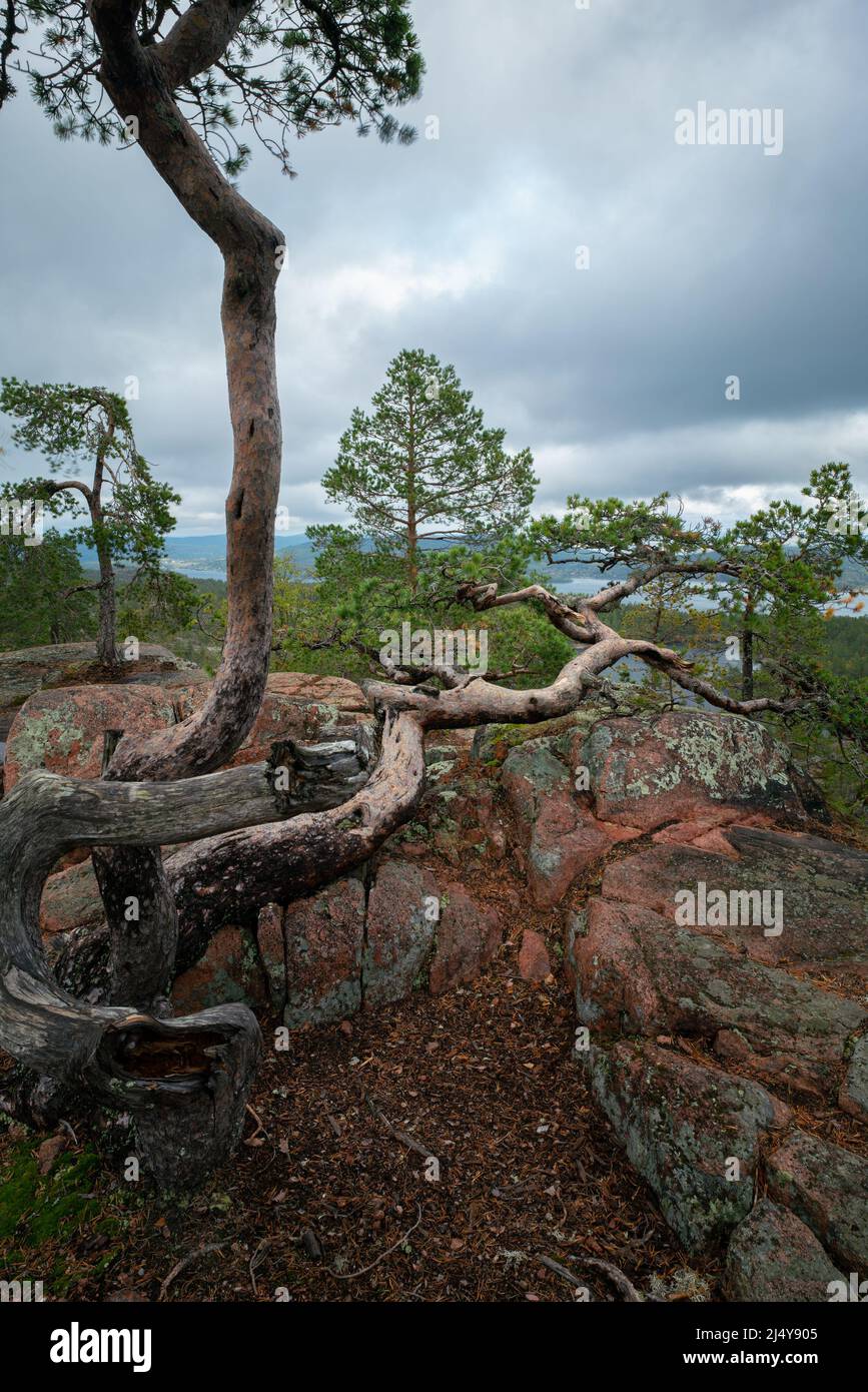 Crooked pines and Baltic sea, gulf of Bothnia, from the top of the rock in Skuleskogen national park, Sweden. Hiking along the High Coast trail, Hoha Stock Photo