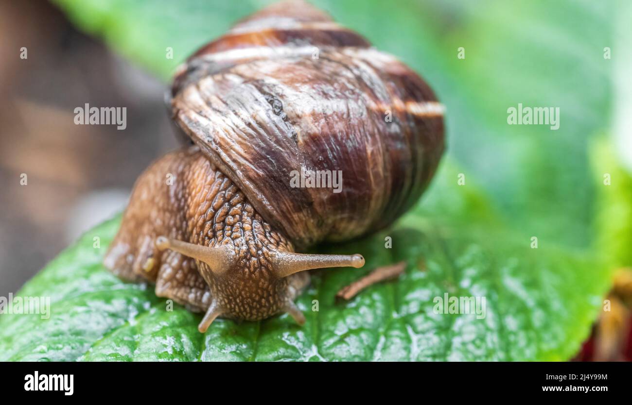The snail crawls on the wet leaf from the rain Stock Photo - Alamy