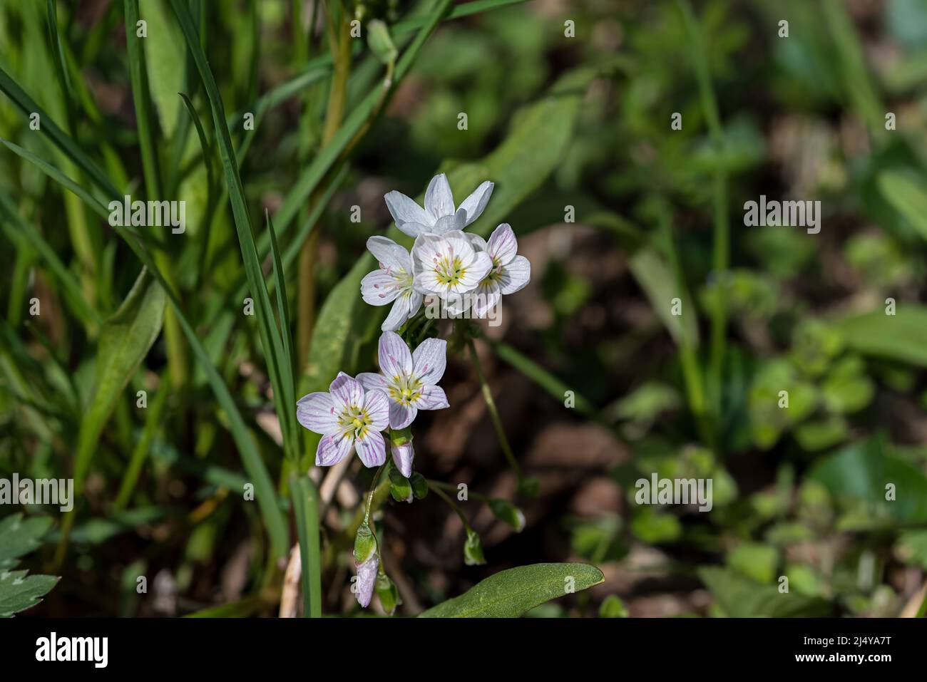 Spring beauty on a sunny day. It is one of the prettiest and earliest-blooming wildflowers and is also a delicious vegetable. Stock Photo