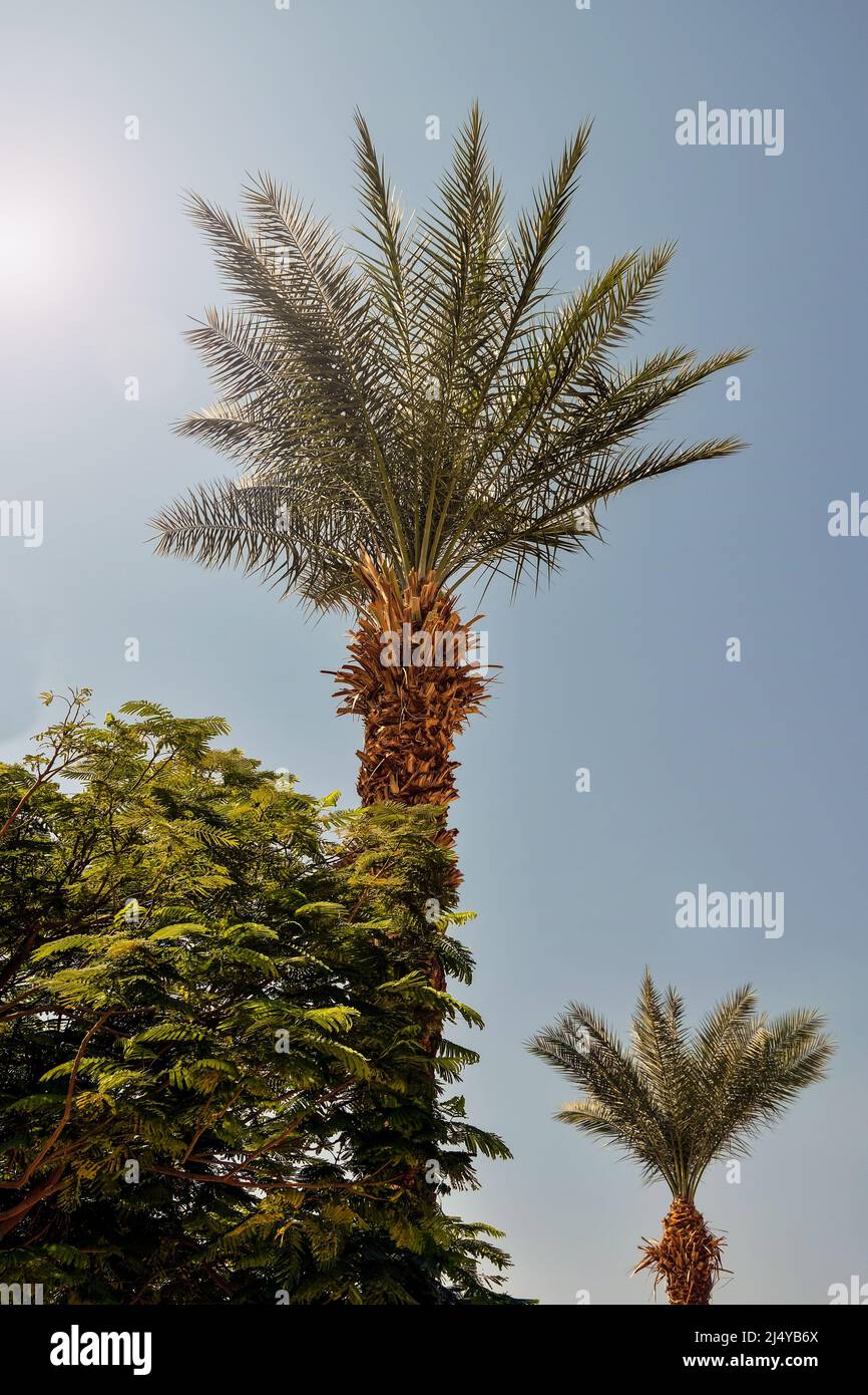 Palm tree and deciduous tree against clear blue sky on hot sunny day