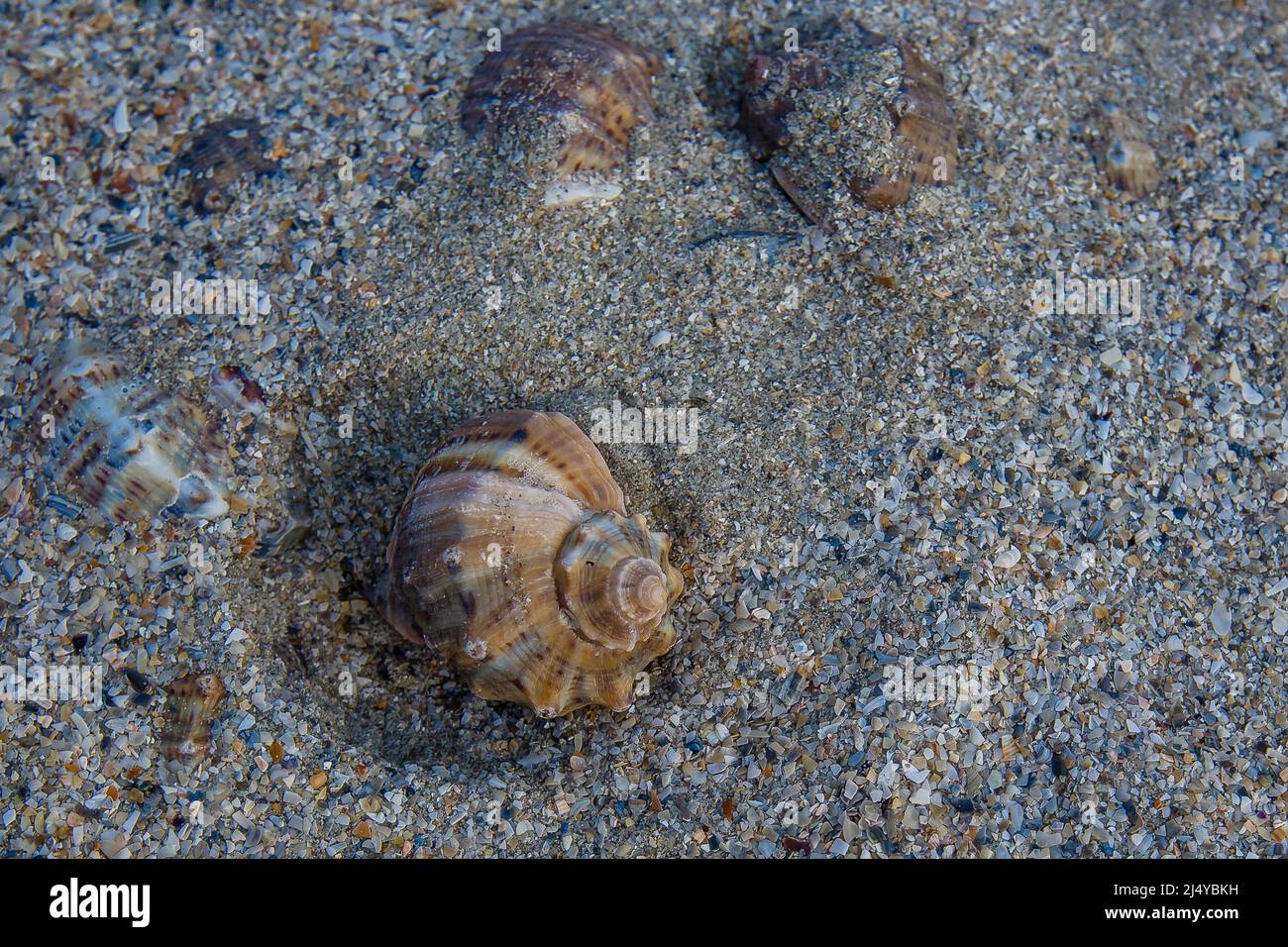 Sea shell in the sand - detailed closeup view Stock Photo - Alamy