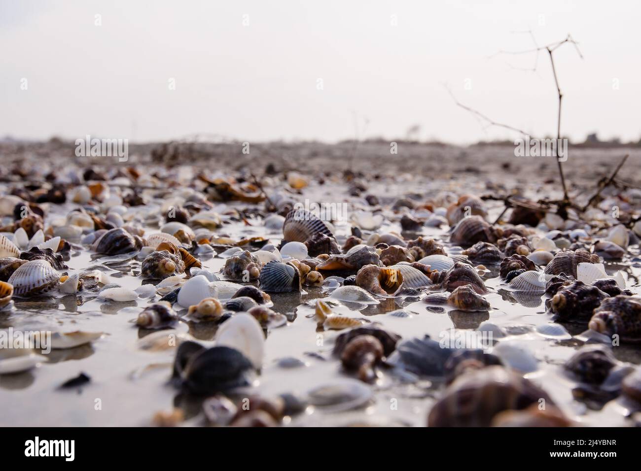 Lots of seashells on an empty beach washed by the sea waves Stock Photo