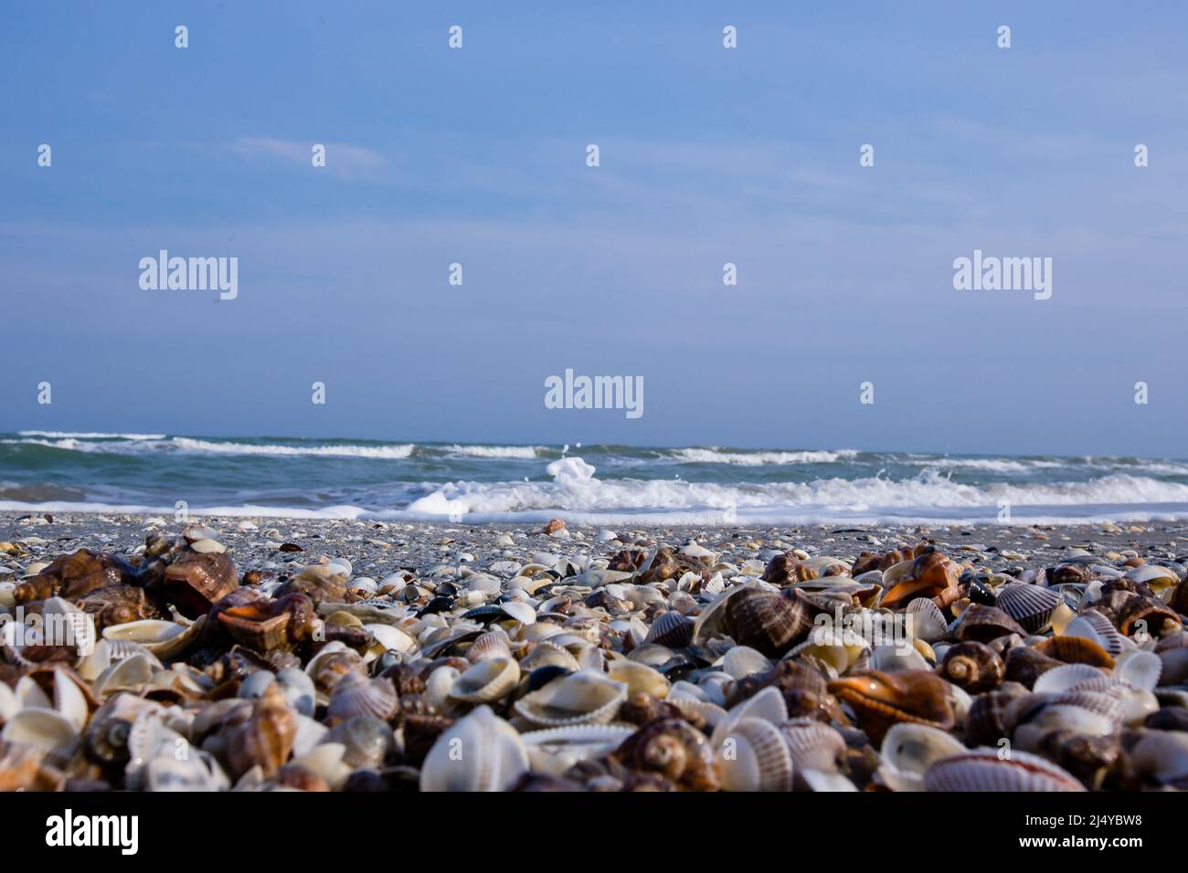 Lots of seashells on an empty beach washed by the sea waves Stock Photo